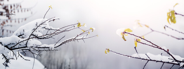Tree branches covered with snow in the fog, panorama