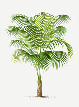Palm tree illustration. Tropical palm plant
