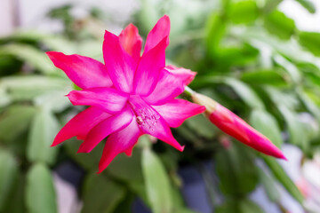 Thanksgiving Cactus (Schlumbergera bridgesii) in a room with a light background