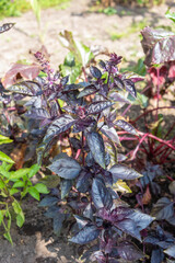 Red basil in a vegetable patch in a cottage garden.