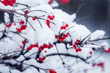 A viburnum bush with red berries covered with a thick cap of snow