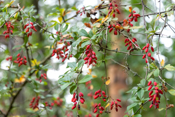 Wild barberry bush with red berries in the forest.