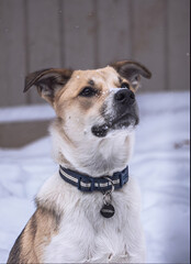 jack russell terrier