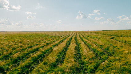 Reforestation field in Argentina, promoting sustainability, green benefits, and carbon capture