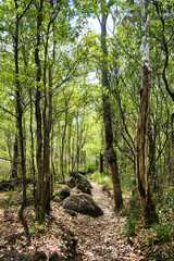 Walking track through eucalyptus forest with fresh green leaves. Castle Rock Trail in Porongurup National Park, Western Australia
