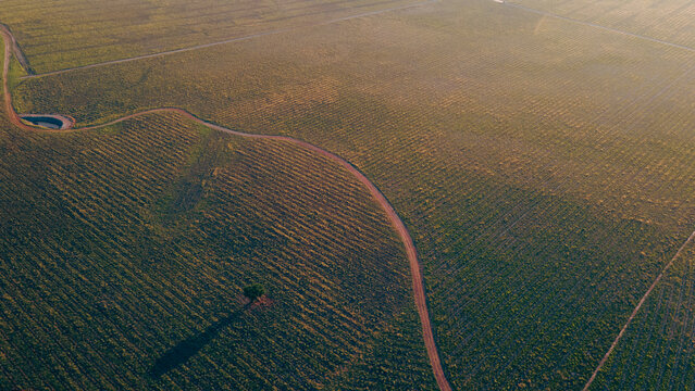 Reforestation field in Argentina, promoting sustainability, green benefits, and carbon capture