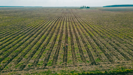 Reforestation field in Argentina, promoting sustainability, green benefits, and carbon capture