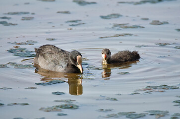 Duck mather and her baby swimming on the lake in the summer evening, reflecting in the water, natural wildlife
