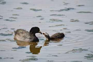 Duck mather and her baby swimming on the lake in the summer evening, reflecting in the water, natural wildlife