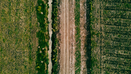 Reforestation field in Argentina, promoting sustainability, green benefits, and carbon capture