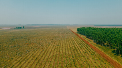 Fototapeta na wymiar Reforestation field in Argentina, promoting sustainability, green benefits, and carbon capture