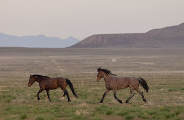 Wild Horses in Springtime in the Utah Desert
