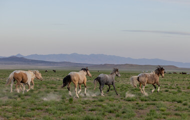 Wild Horses in Springtime in the Utah Desert