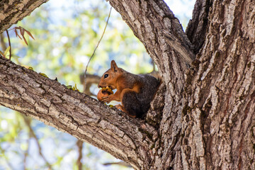 A squirrel eating walnuts
