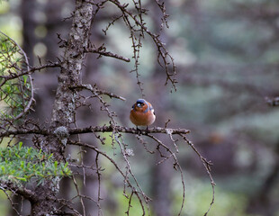 Phoenicurus phoenicurus on tree
