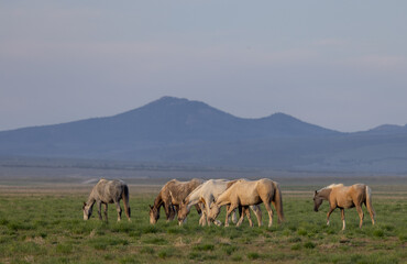 Wild Horses in Springtime in the Utah Desert
