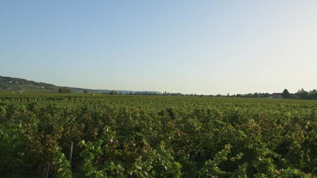 Vineyards near Beaune, Burgundy, France