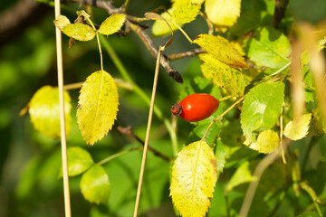 ripe rosehip on a bush