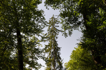 Fototapeta premium Forest with different trees in summer