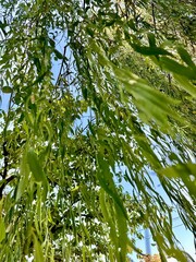 Caduta d'autunno: Eleganza nelle Lunghe Foglie