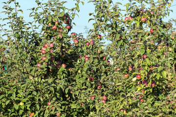 Apple harvest in the apple orchard