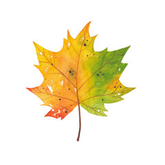 Watercolor yellow maple leaf. Natural branch of autumn leaf isolated on white background. Hand drawn botanical illustration. Forest wild plant.