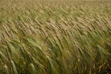 Wheat field close-up. The spikelets are swaying in the wind. The concept of growing the harvest....