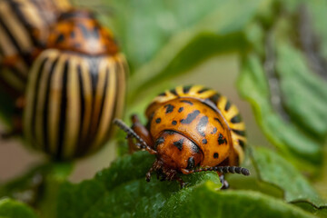 Colorado potato beetles mating on the leaves of green potatoes.