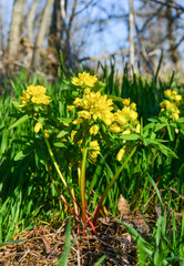 Leonticeae (Gymnospermium odessanum), spring first vet, flowering plant in the wild, Red Book of Ukraine