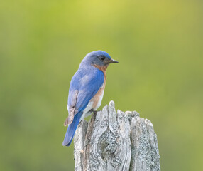 Eastern Bluebird posing on tree stump
