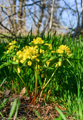 Leonticeae (Gymnospermium odessanum), spring first vet, flowering plant in the wild, Red Book of Ukraine