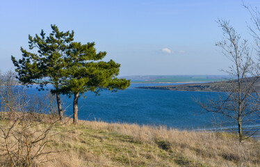 Fototapeta na wymiar Nature landscape, Lone pine on the shore of the Tiligul estuary, southern Ukraine