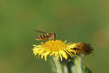 Female Common banded hoverfly (Syrphus ribesii) on yellow flower of common fleabane, meadow false fleabane (Pulicaria dysenterica). Late summer, Netherlands, September.