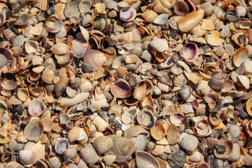 texture of seashells on the seashore top view