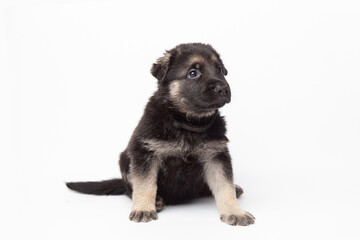  portrait funny cute german shepherd dog puppy looking up. cute dog studio shot on isolated white background with copy space