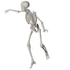 skeleton posing 3d render illustration with transparent background