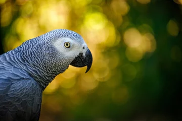 Raamstickers Grey parrot, Psittacus erithacus, known as the Congo grey parrot, Congo African grey parrot or African grey parrot © veroja