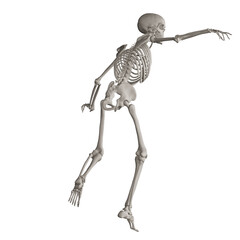 skeleton posing 3d render illustration with transparent background