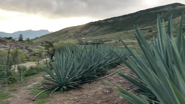 Entre Agaves (Matatl&aacute;n) 