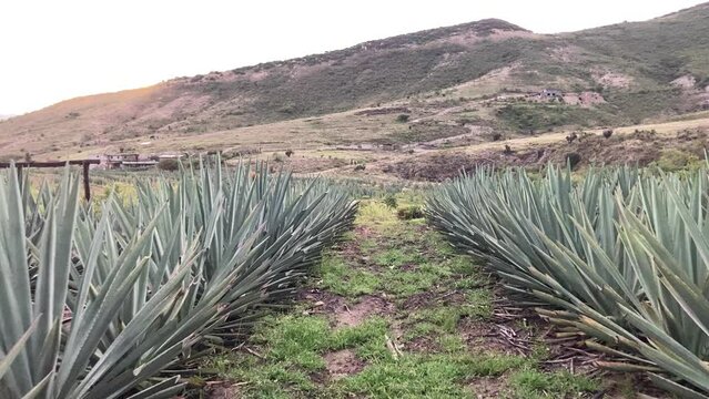 Entre Agaves (Matatl&aacute;n) 