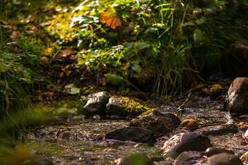 mountain stream between stones in the forest