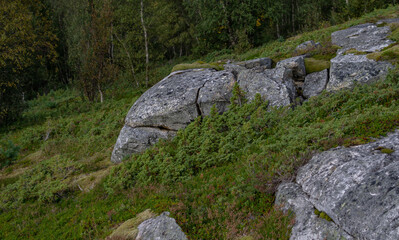 rocks in the forest in mountains