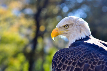 Bald Eagle and bokeh 