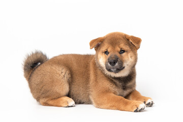 Cute portrait of Red-haired Japanese smiling cute puppy Shiba Inu Dog sitting on isolated white background, front view. Happy pet.