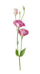 Beautiful pink eustoma flower (lisianthus or prairie gentian) on stem with buds isolated on white background close-up