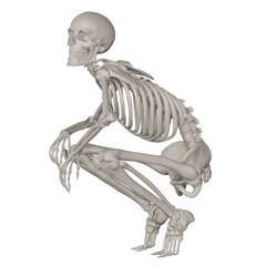 skeleton posing 3d render illustration with transparent background