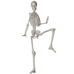 skeleton posing 3d render illustration with transparent background