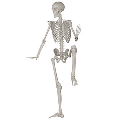skeleton posing 3d render illustration with transparent background