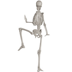 skeleton posing 3d render illustration with transparent background