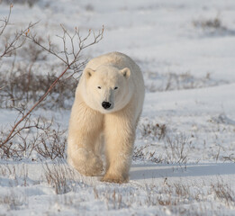 Polar Bear in the wild